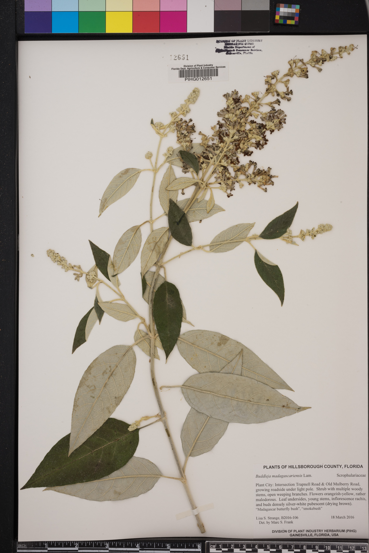 Buddleja madagascariensis image