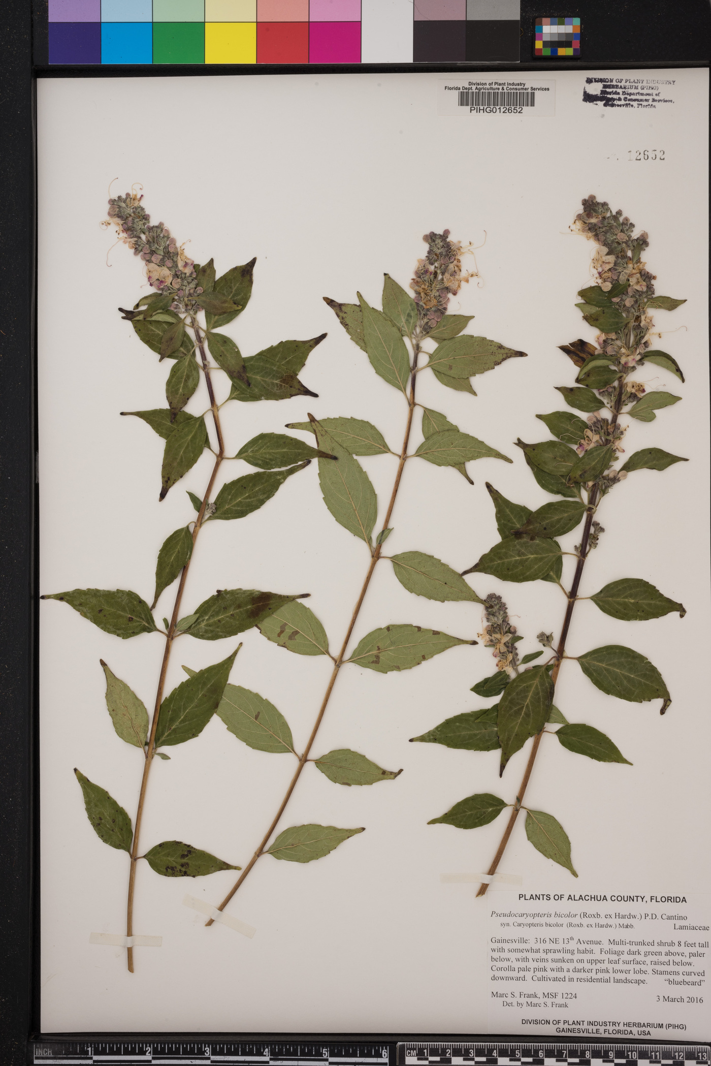 Pseudocaryopteris bicolor image