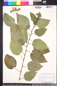 Image of Pavonia bahamensis