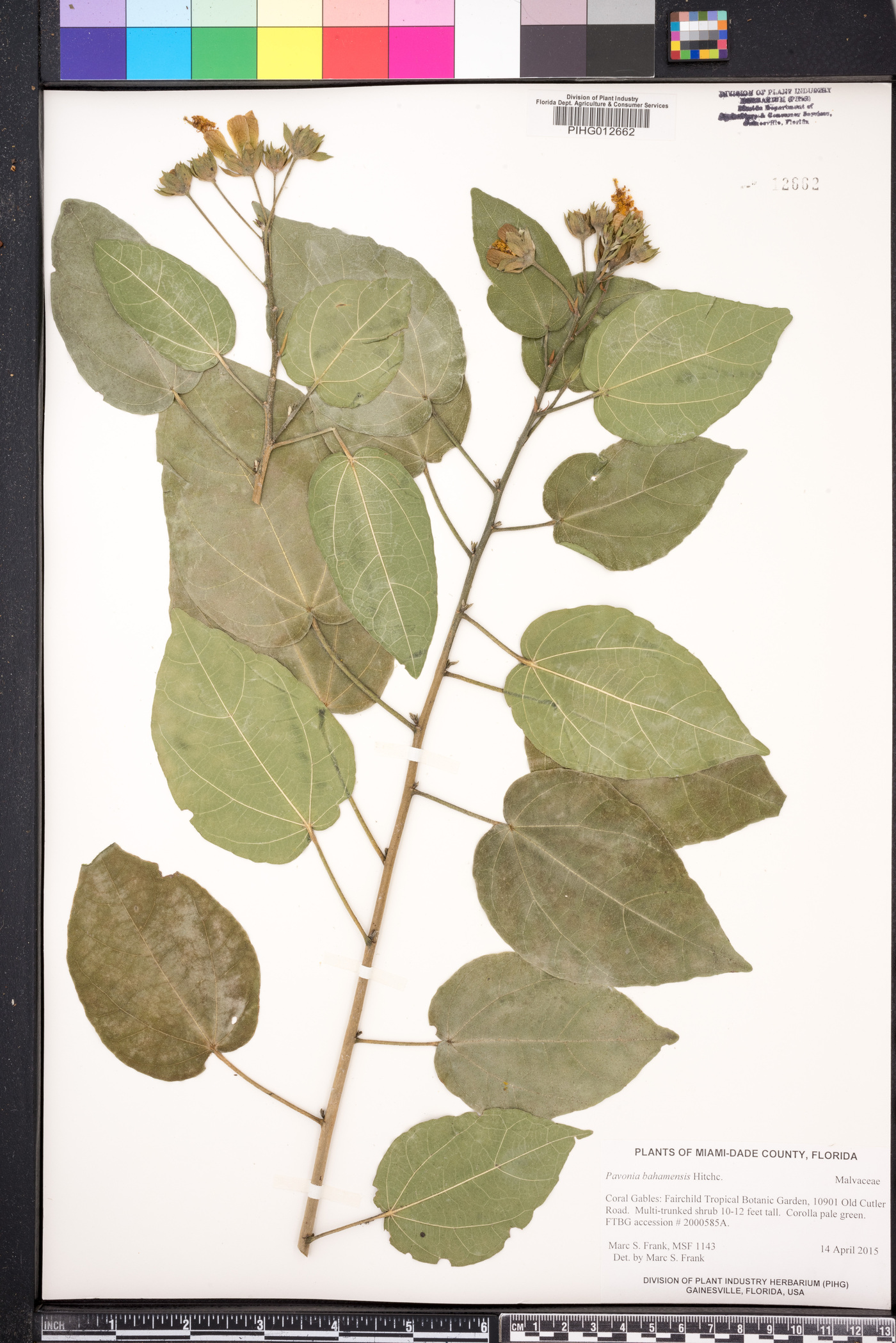 Pavonia bahamensis image