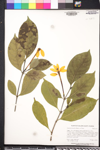 Gardenia mutabilis image
