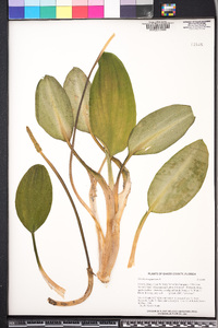 Orontium aquaticum image