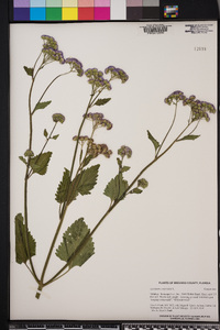 Ageratum conyzoides image