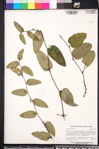 Smilax pumila image