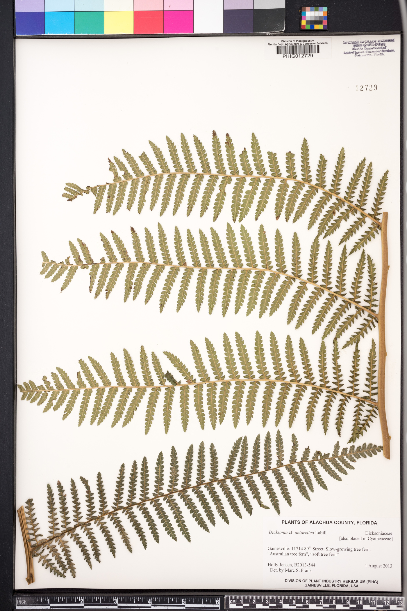 Dicksonia antarctica image