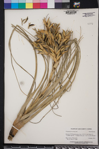 Tillandsia fasciculata image