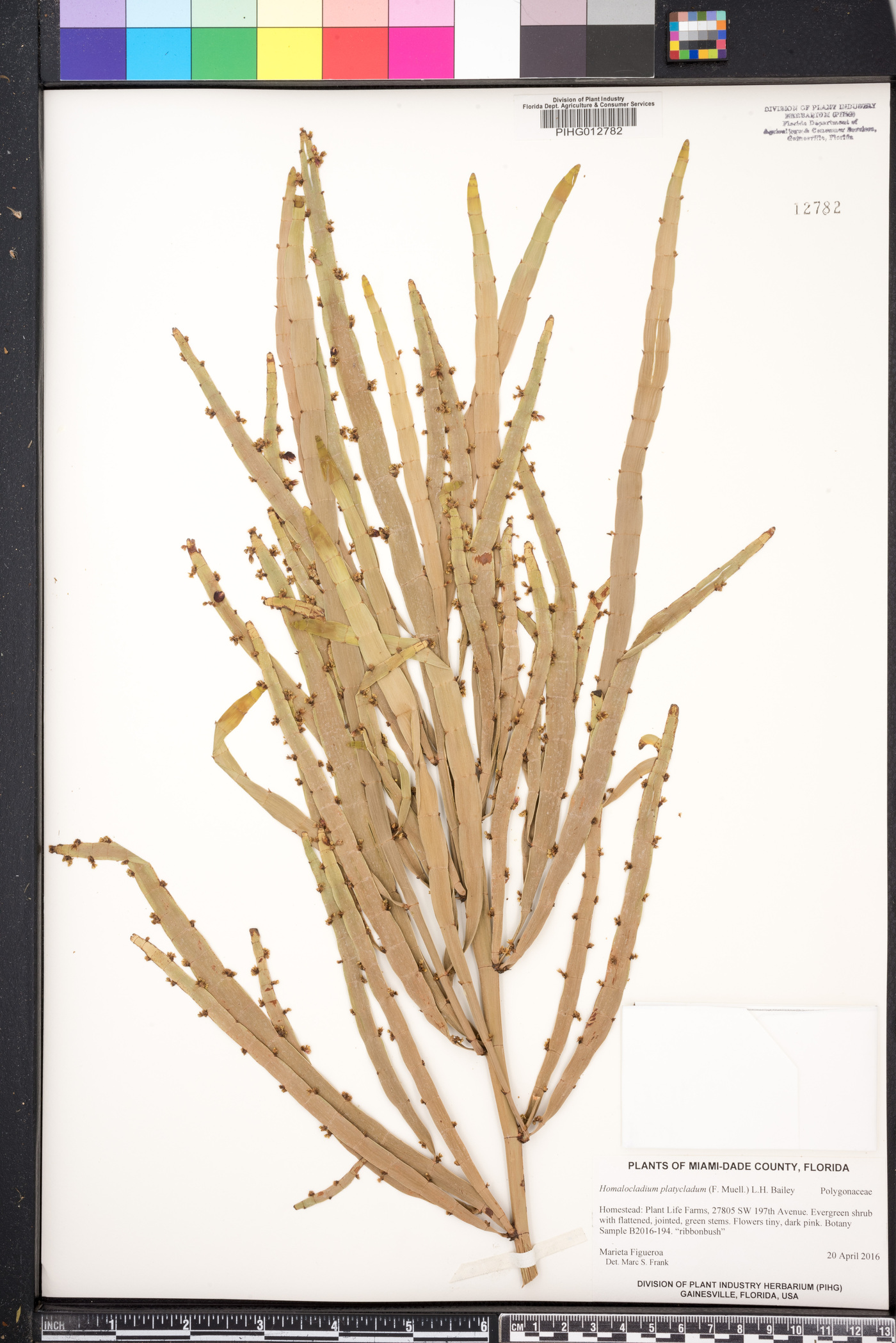 Homalocladium platycladum image