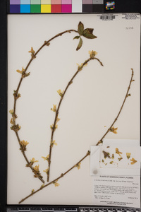 Forsythia viridissima image