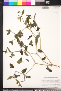 Mentzelia floridana image
