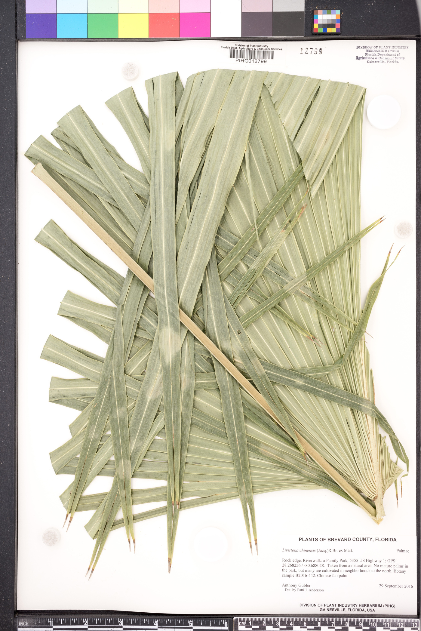 Livistona chinensis image