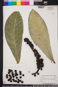 Image of Barringtonia edulis