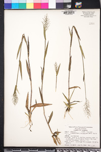 Dichanthelium erectifolium image