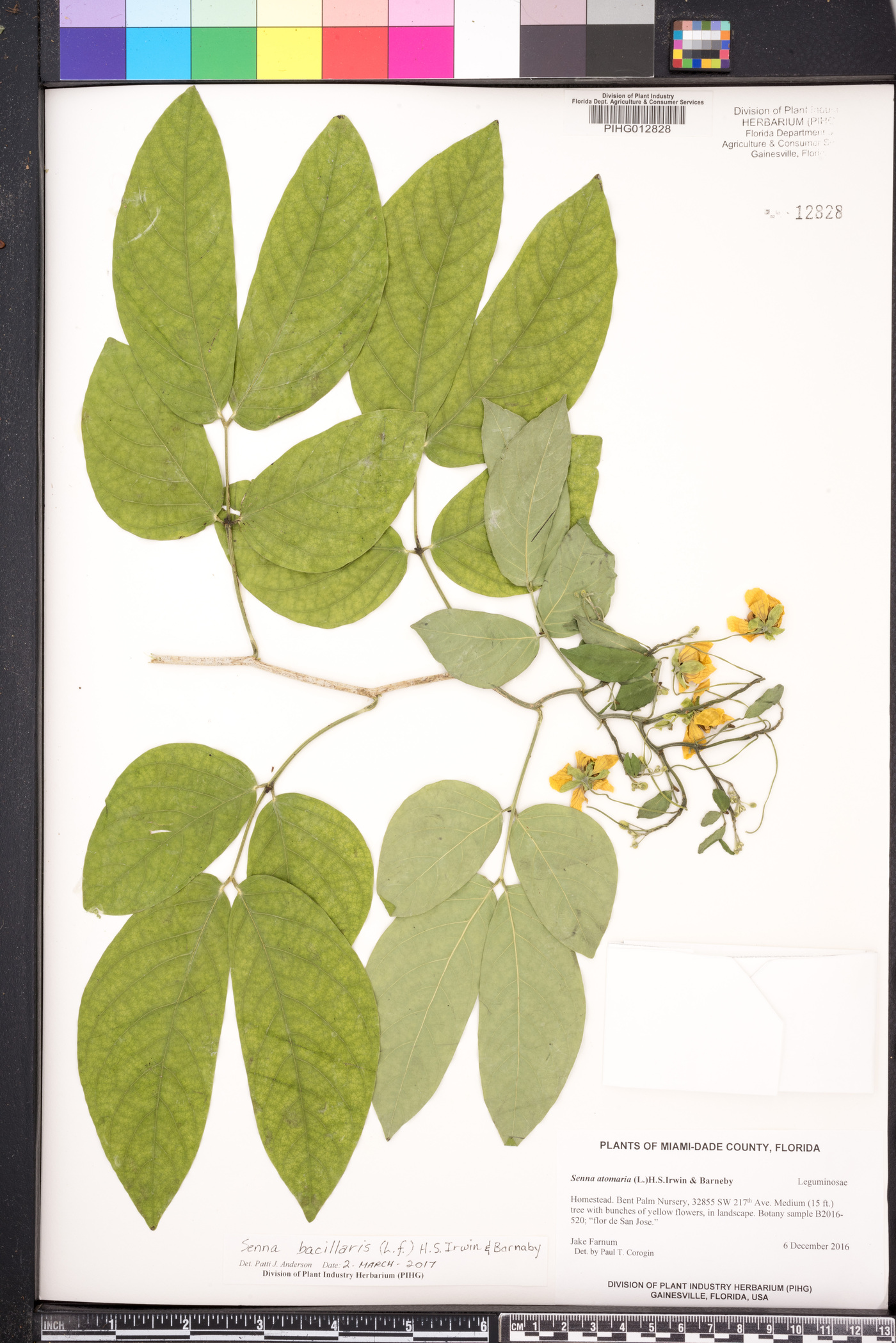 Senna bacillaris image