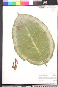 Chonemorpha fragrans image