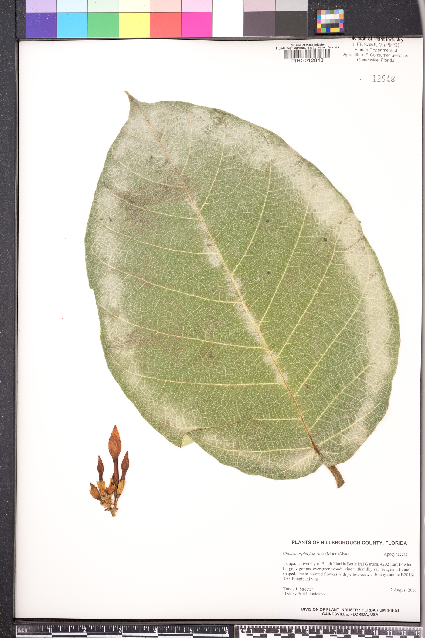 Chonemorpha image