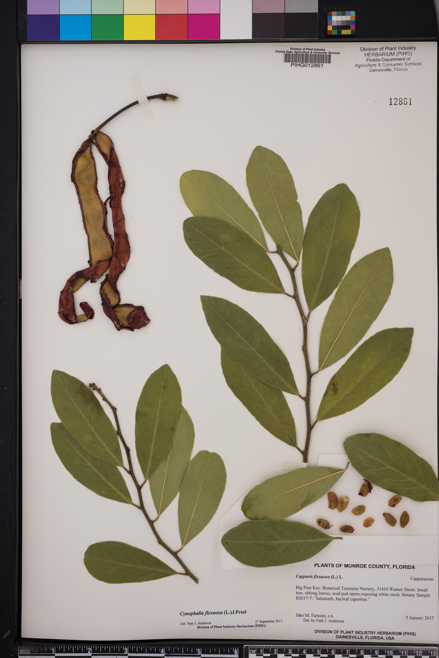 Cynophalla flexuosa image