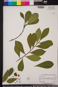 Brunfelsia americana image