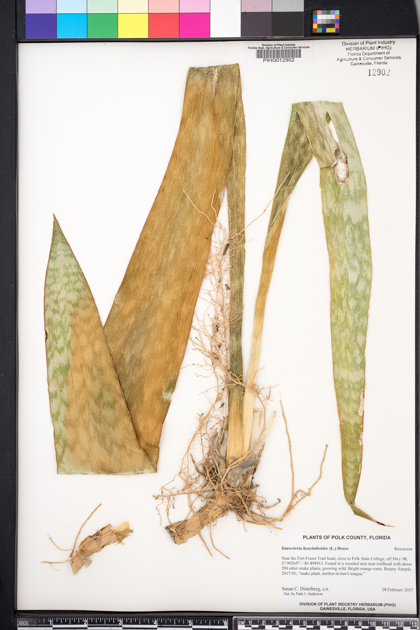 Sansevieria hyacinthoides image