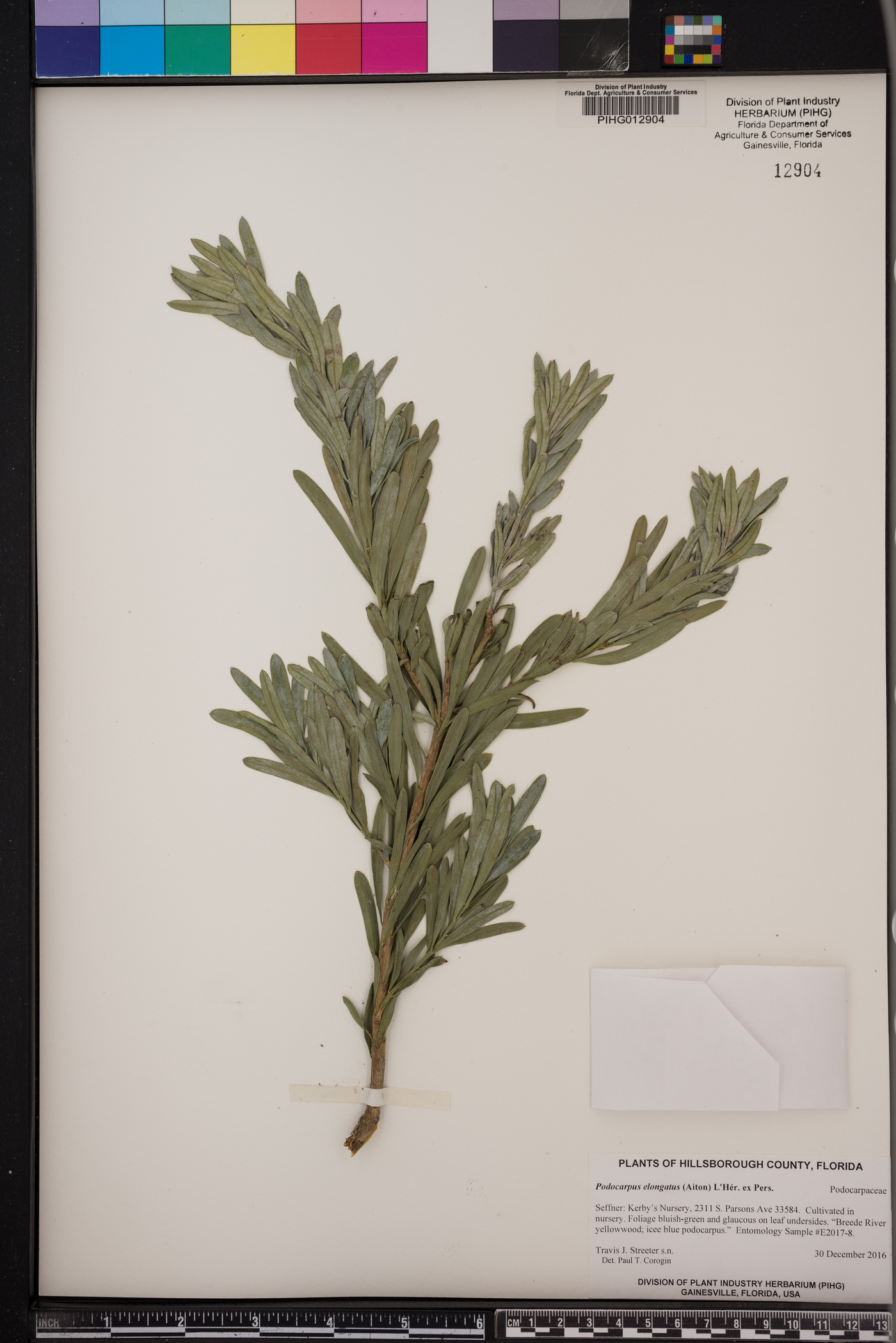 Podocarpus elongatus image