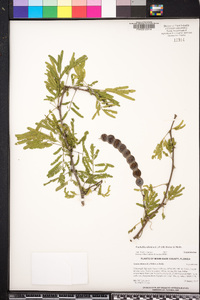 Acacia nilotica image