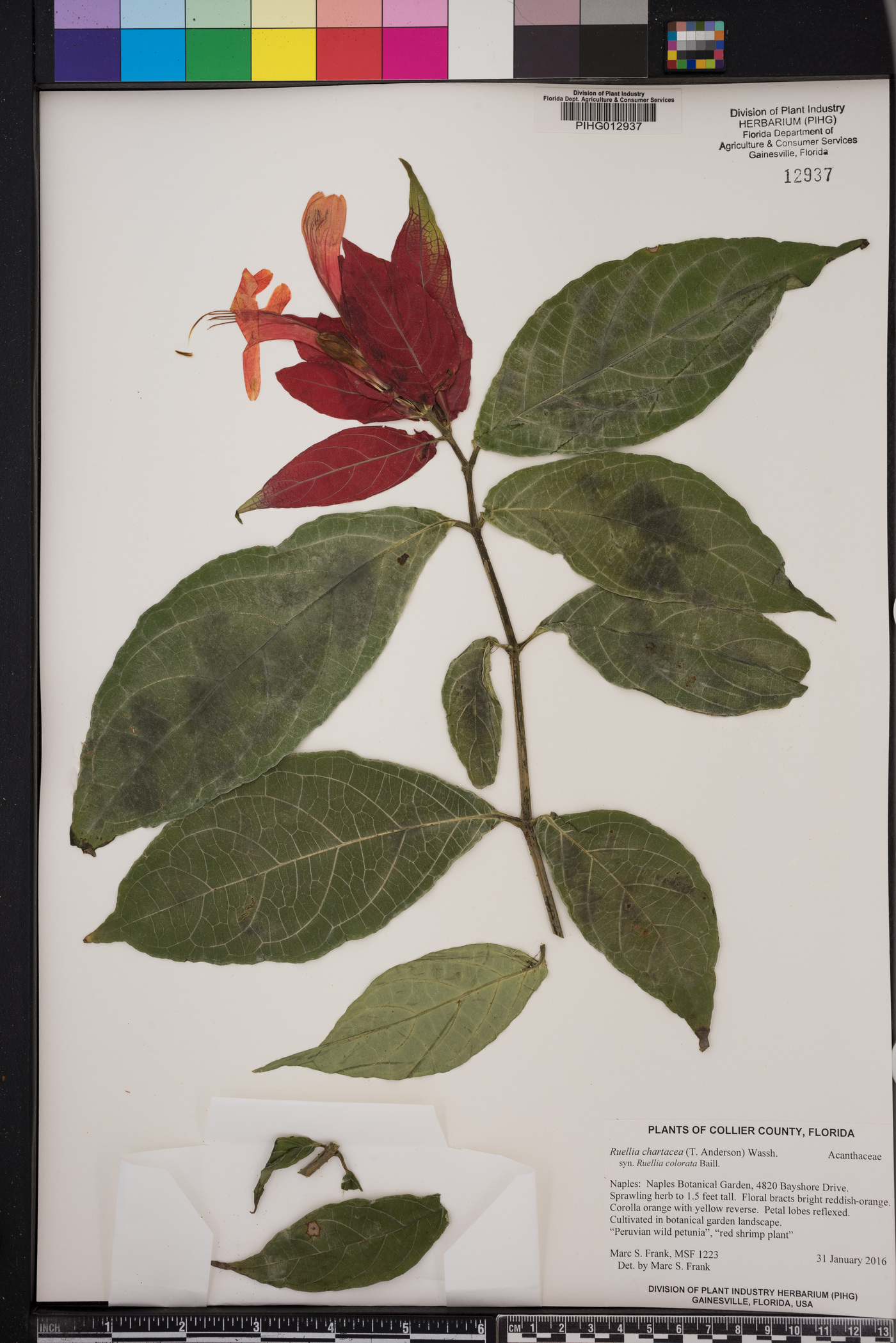 Ruellia chartacea image