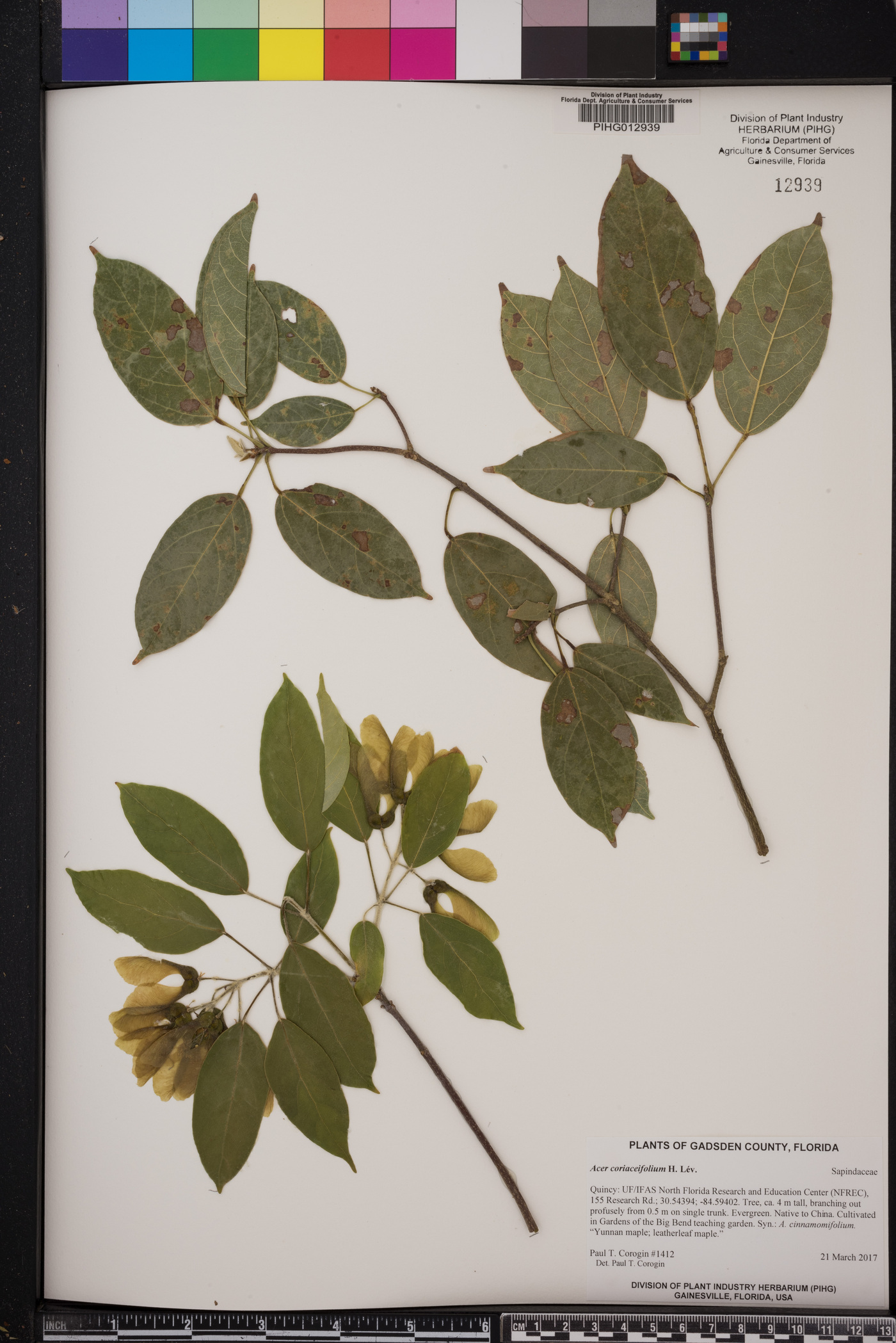 Acer coriaceifolium image