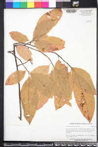 Oxydendrum arboreum image