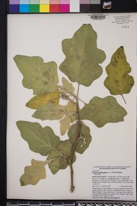 Solanum melongena image