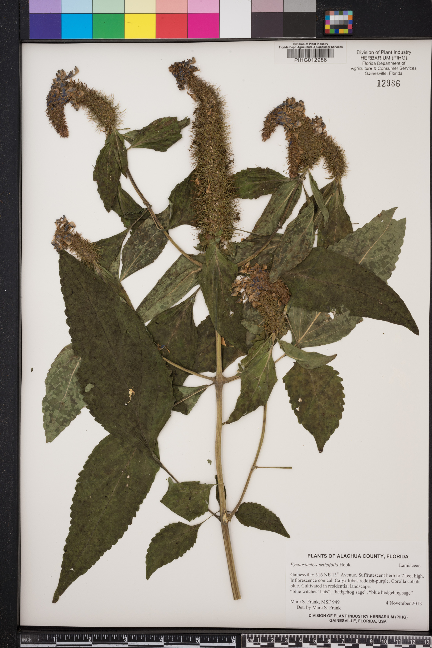 Pycnostachys urticifolia image