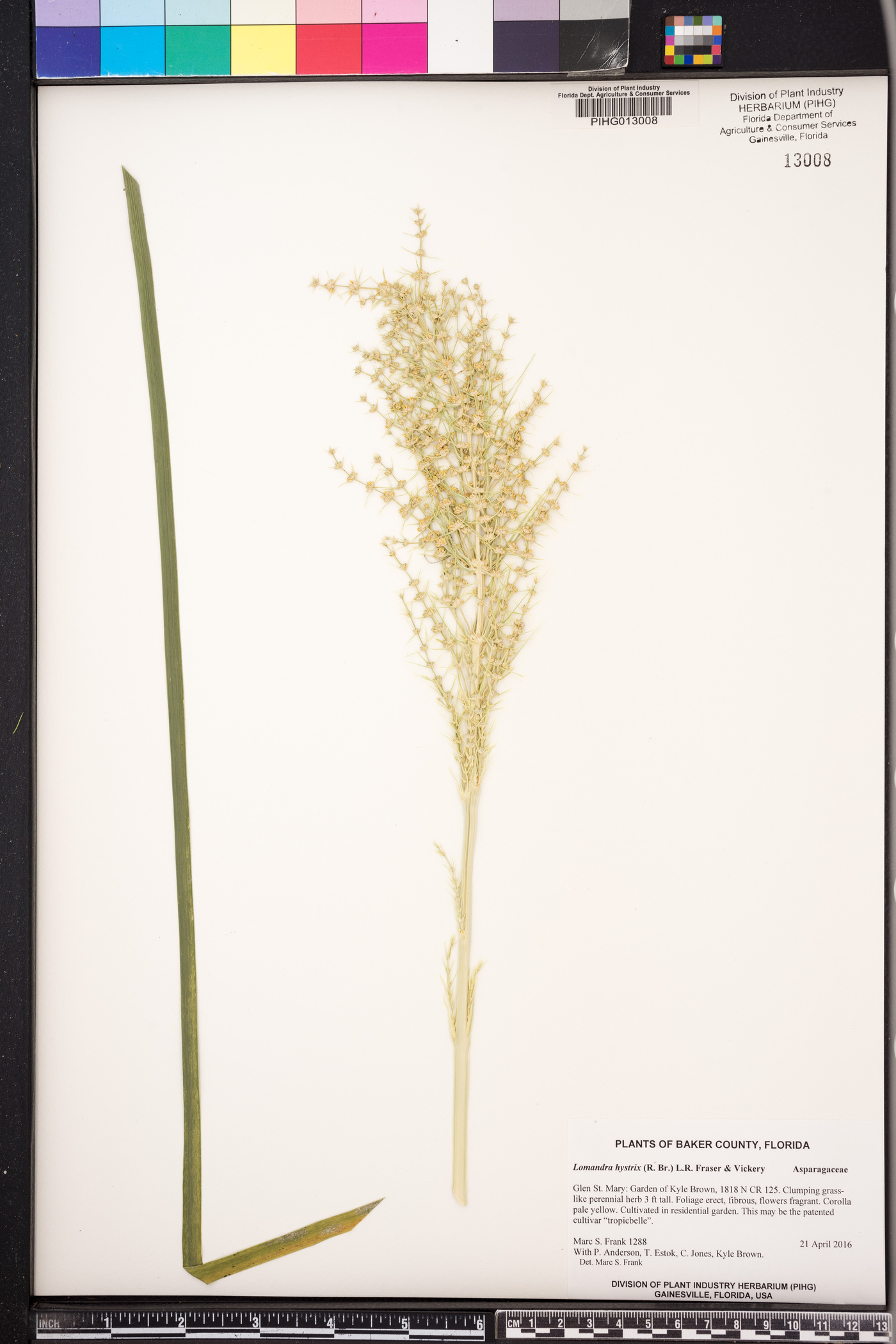 Lomandra hystrix image