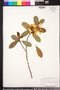 Magnolia laevifolia image