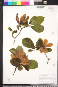 Magnolia x soulangeana image