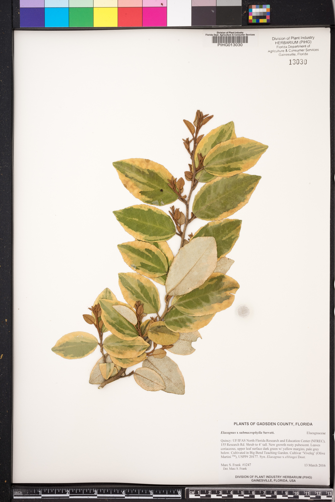 Elaeagnus x submacrophylla image