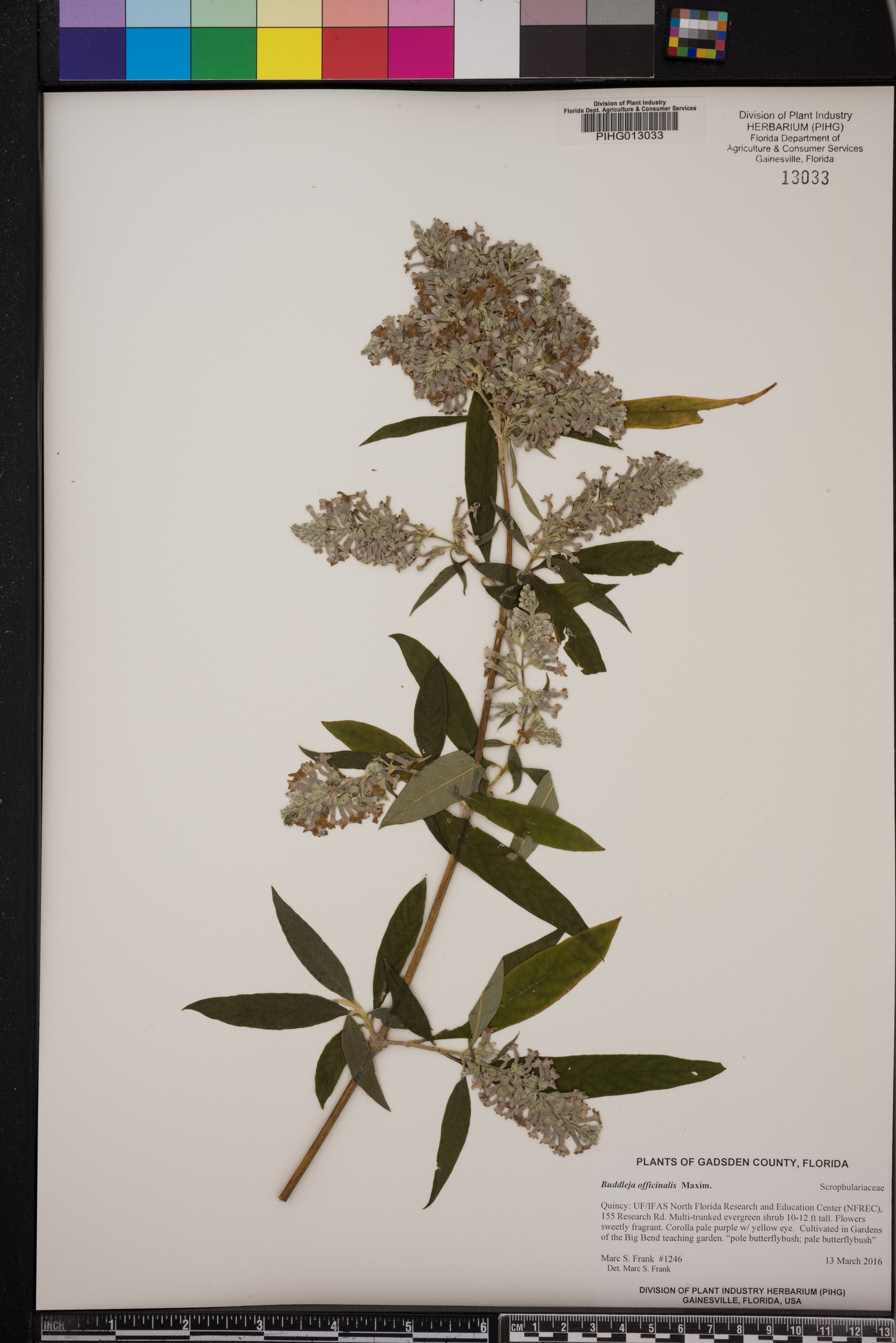 Buddleja officinalis image