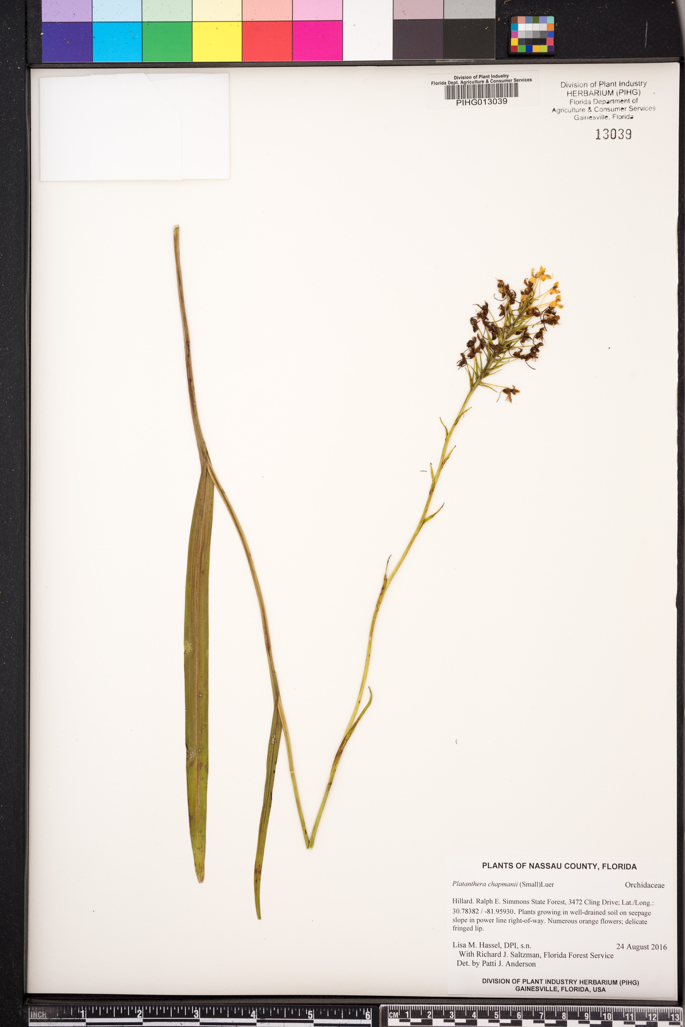 Platanthera chapmanii image