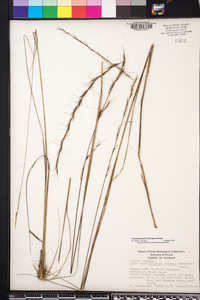 Aristida palustris image