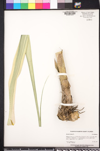 Arundo donax image