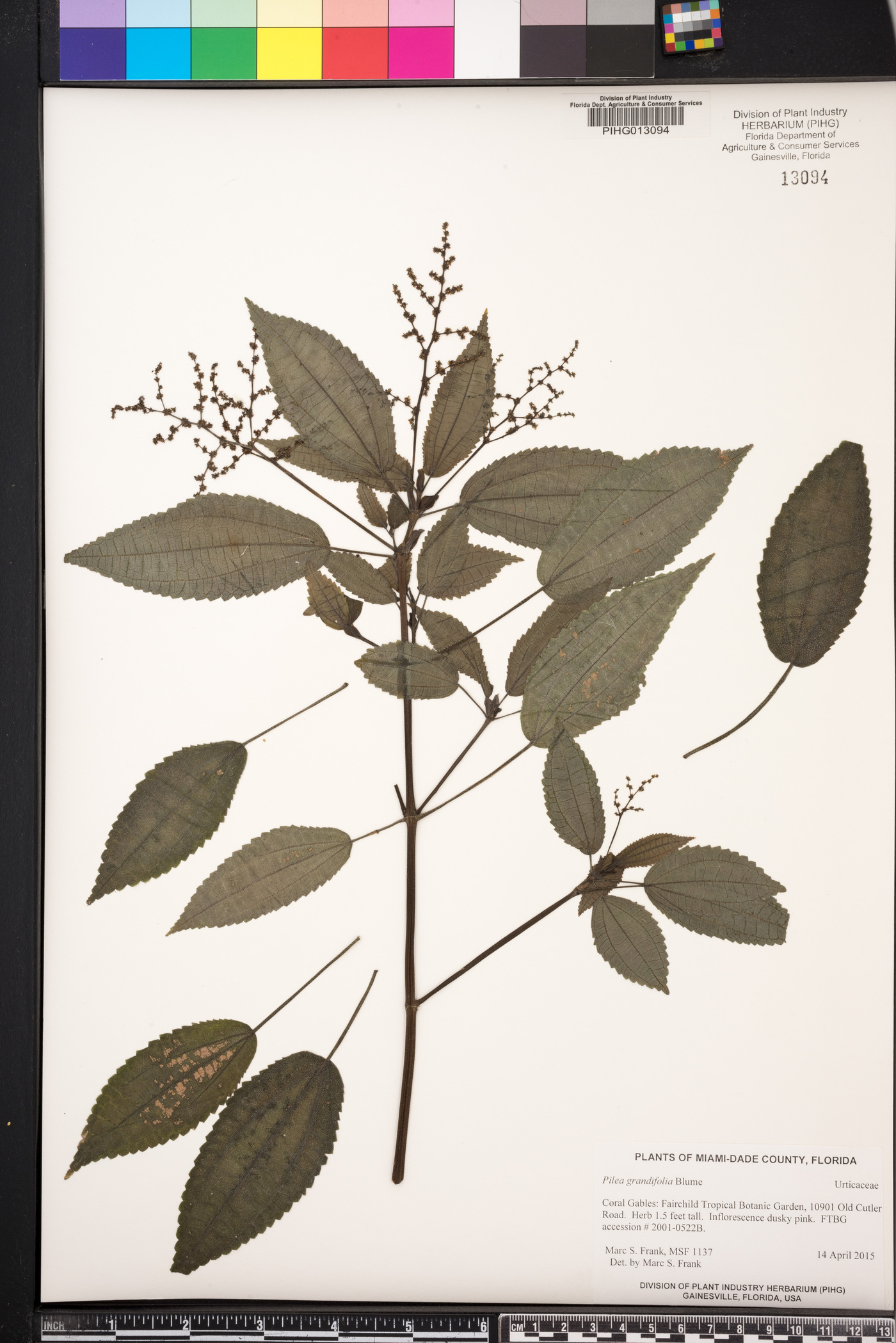 Pilea grandifolia image