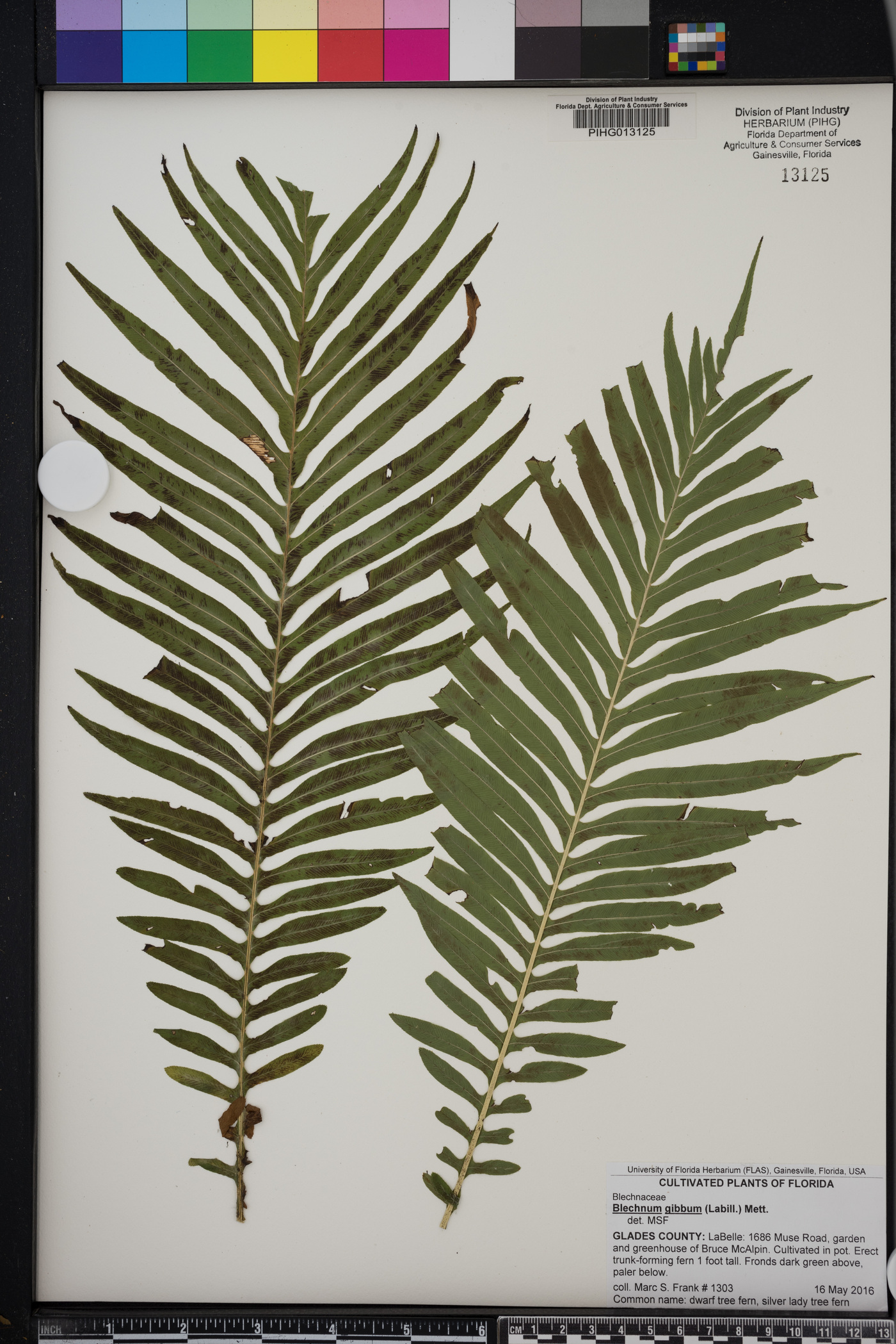 Blechnum gibbum image