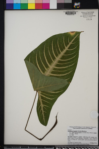 Caladium lindenii image