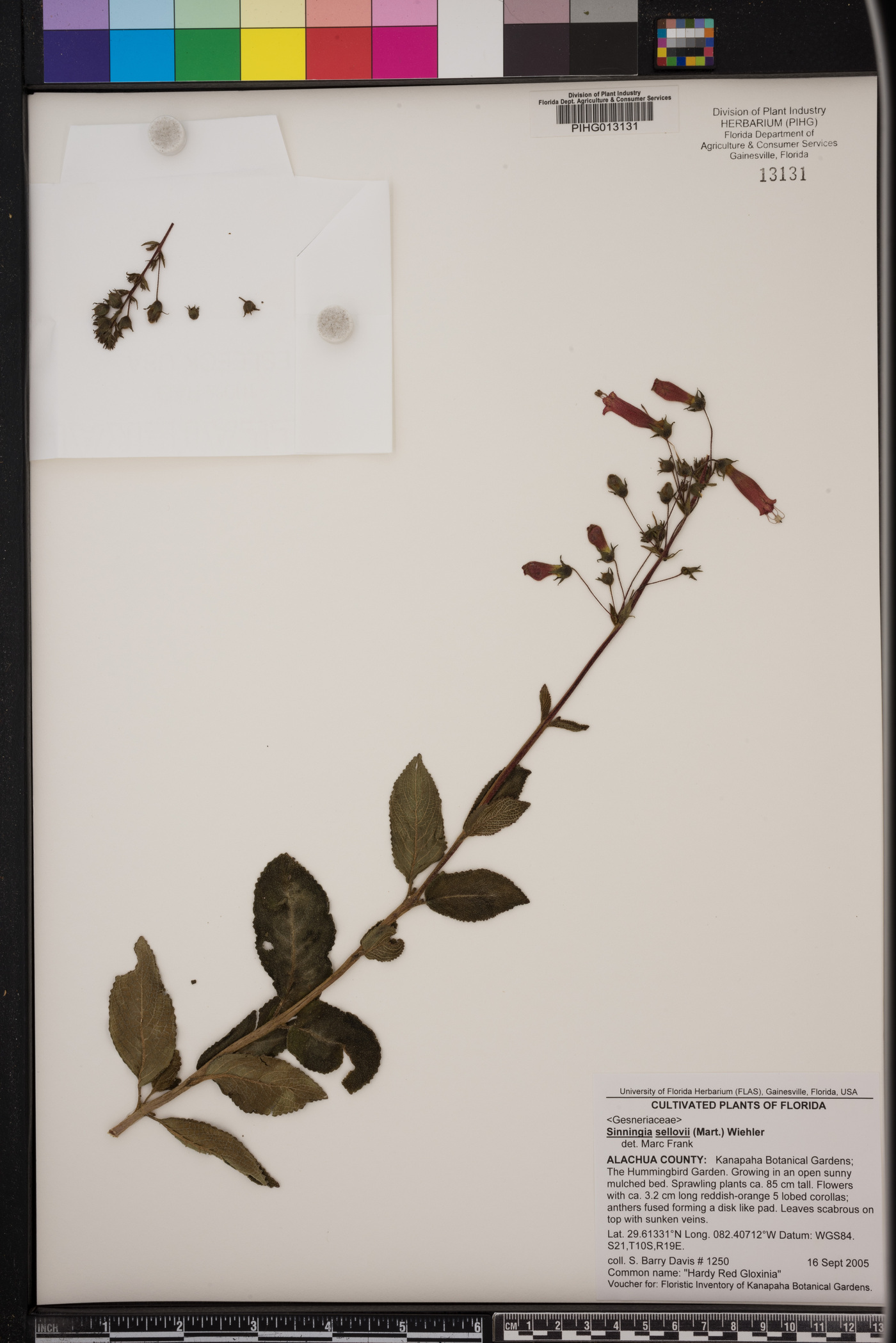 Sinningia sellovii image
