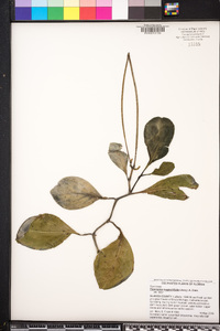 Peperomia magnoliifolia image