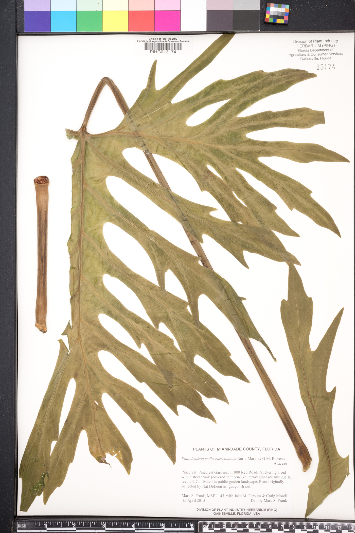 Philodendron mello-barretoanum image