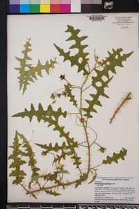 Solanum pyracanthos image