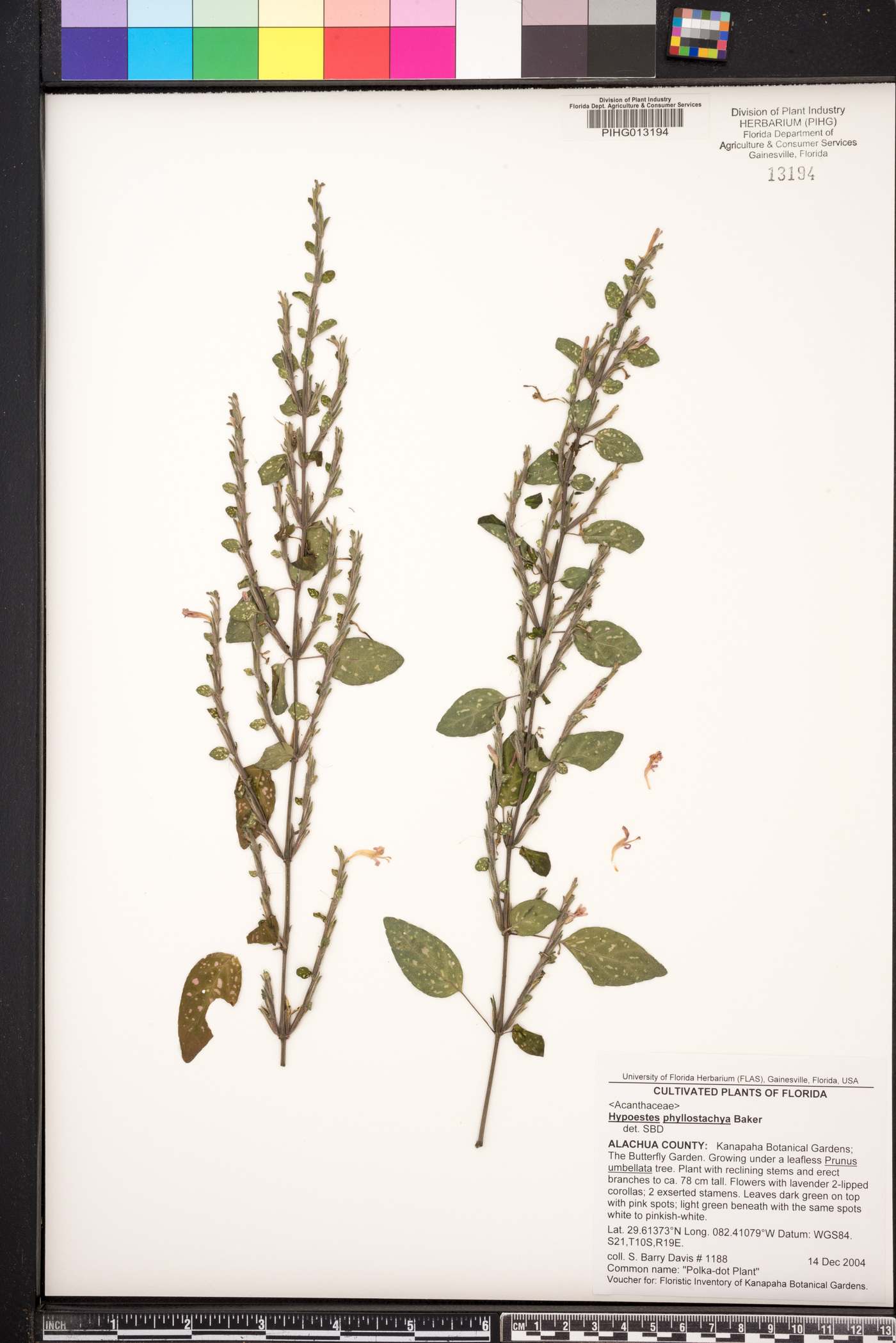 Hypoestes phyllostachya image