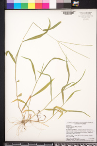 Digitaria ciliaris image