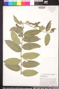 Phyllanthus grandifolius image