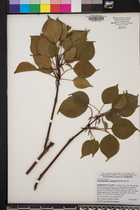 Trochodendron aralioides image