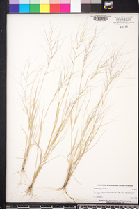 Aristida oligantha image