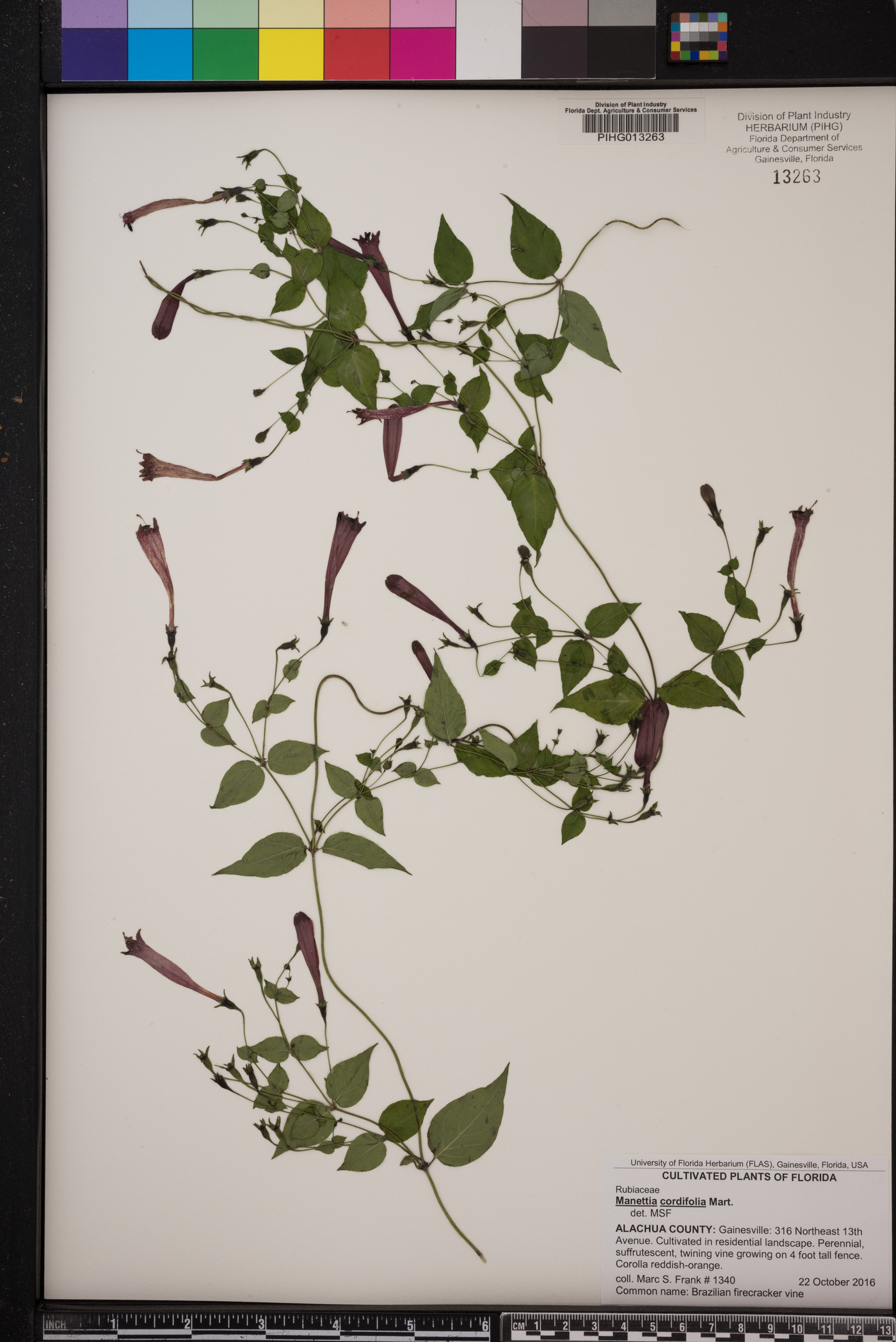 Manettia cordifolia image